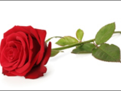 rose256